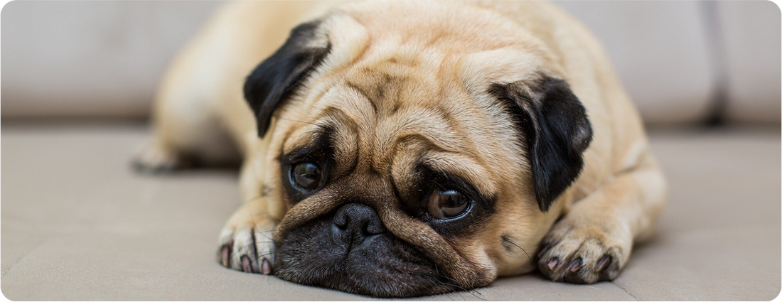 Cómo medir el estrés de tu perro (y también de tu gato)