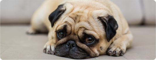 Cómo medir el estrés de tu perro (y también de tu gato)