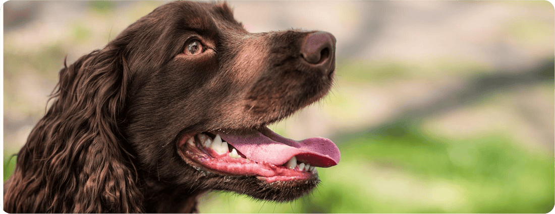 El aliento de tu perro dice más de lo que crees