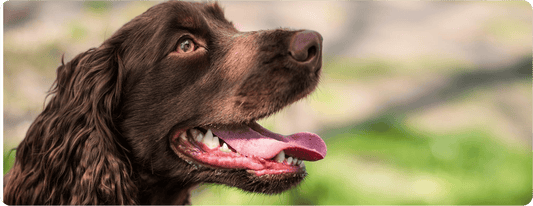 El aliento de tu perro dice más de lo que crees