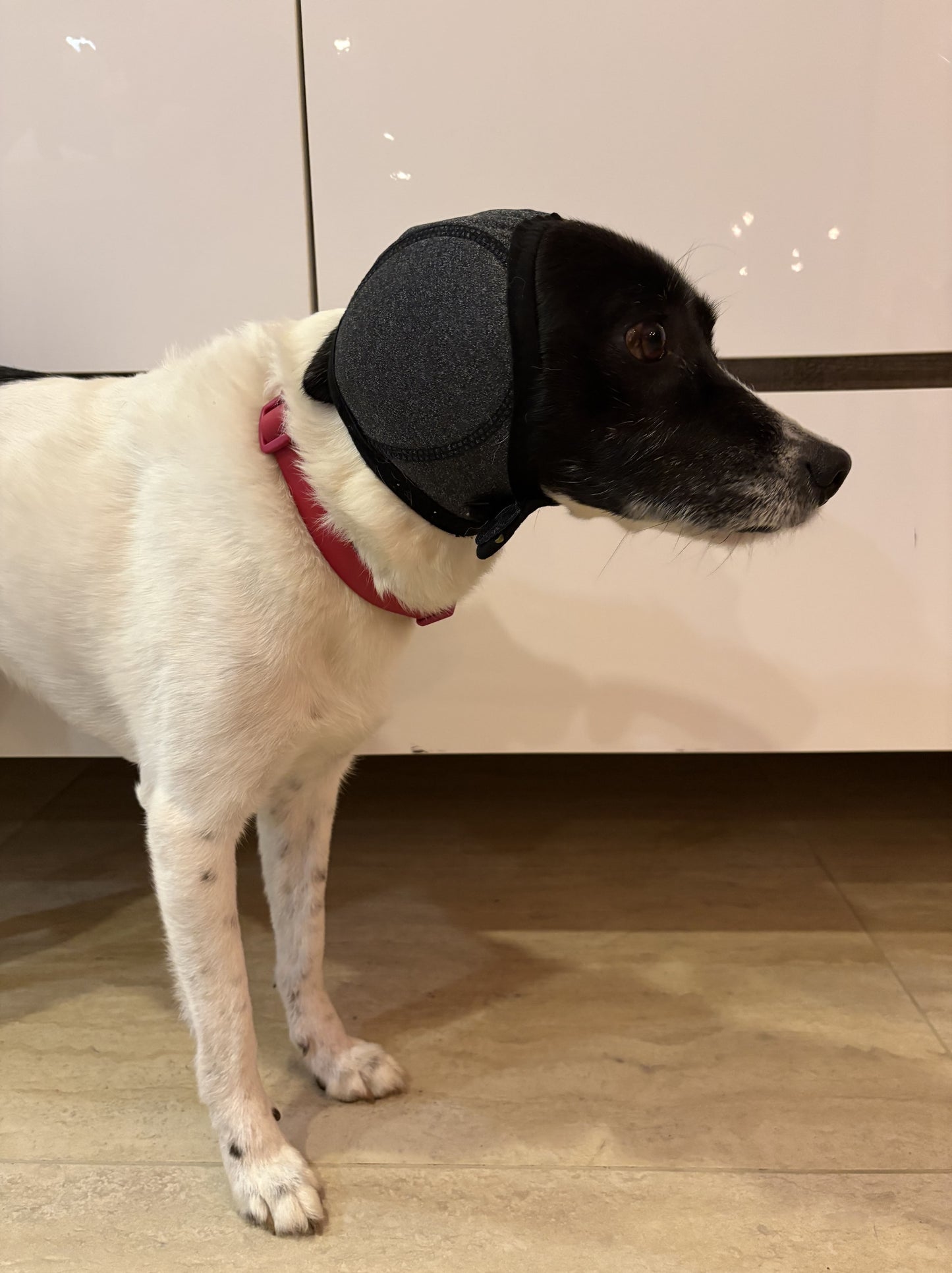 Kit Anti-Pólvora para Perros