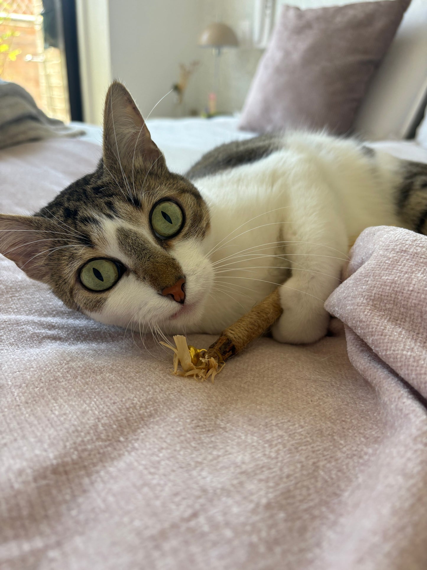 Kit de Salud Oral Básica para Gatos