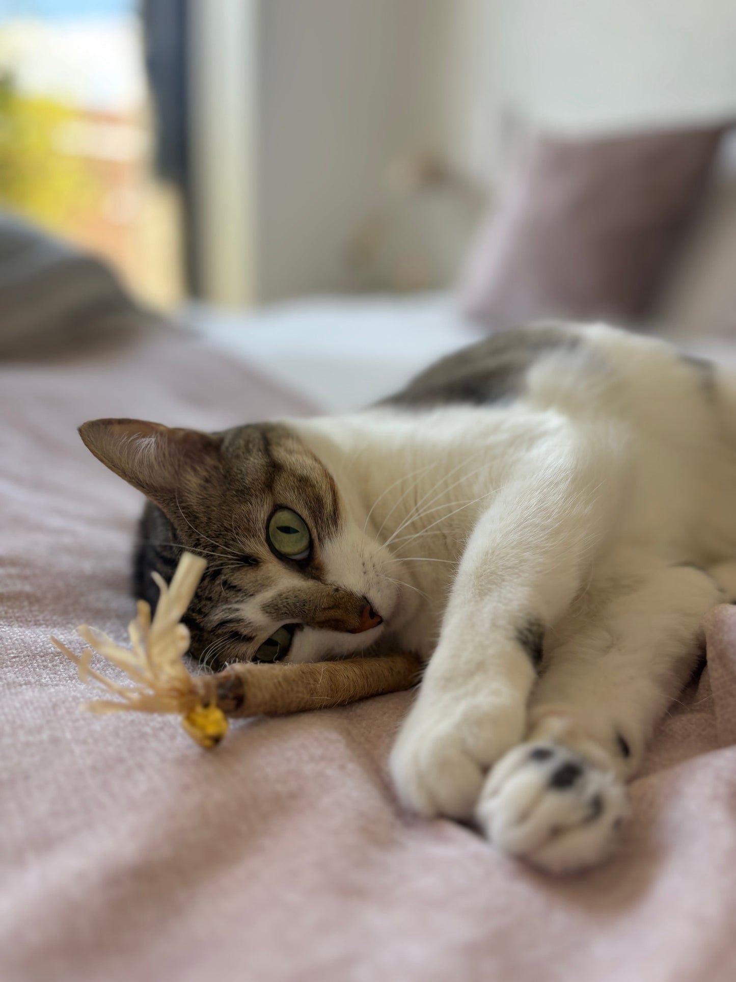 Kit de Salud Oral Básica para Gatos