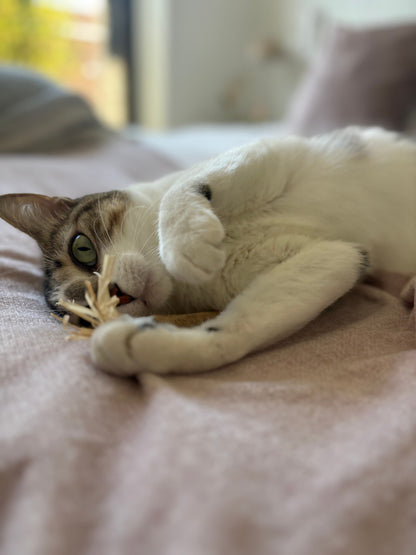 Kit de Salud Oral Básica para Gatos