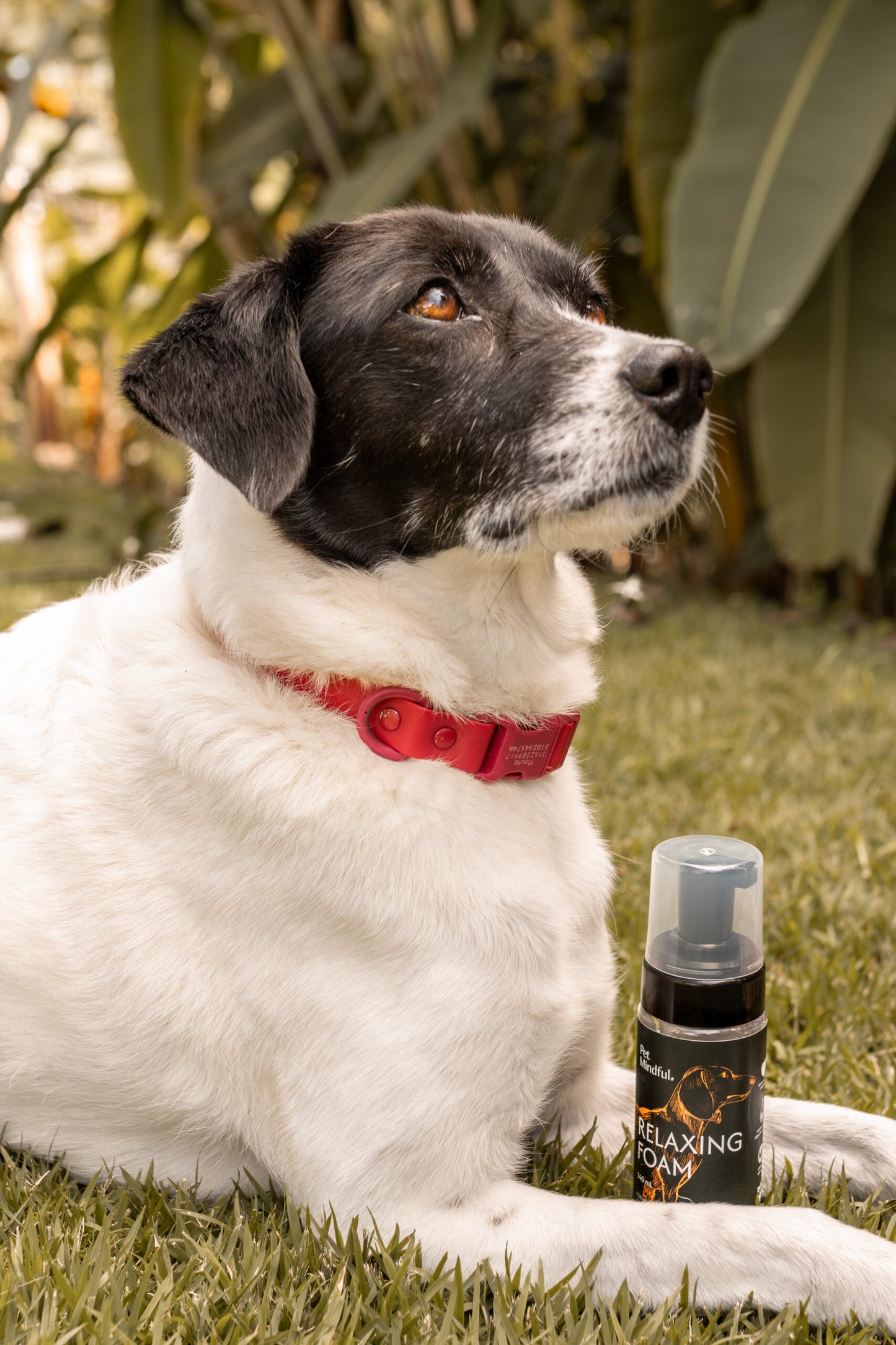 Relaxing Foam Para Perros