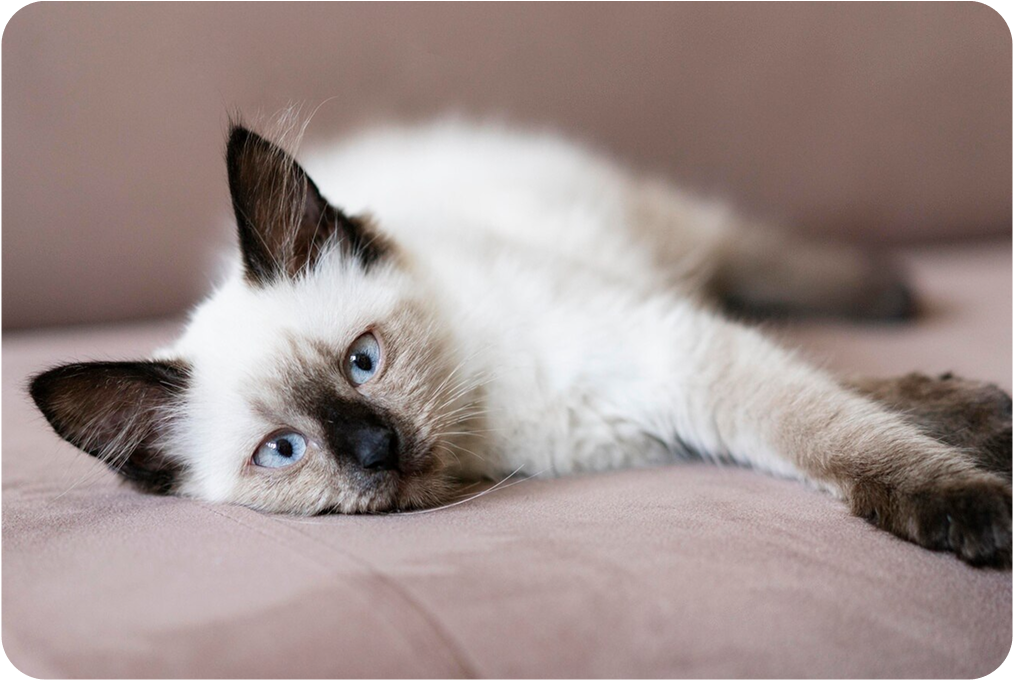 Relaxing Foam Para Gatos