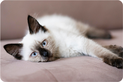 Relaxing Foam Para Gatos