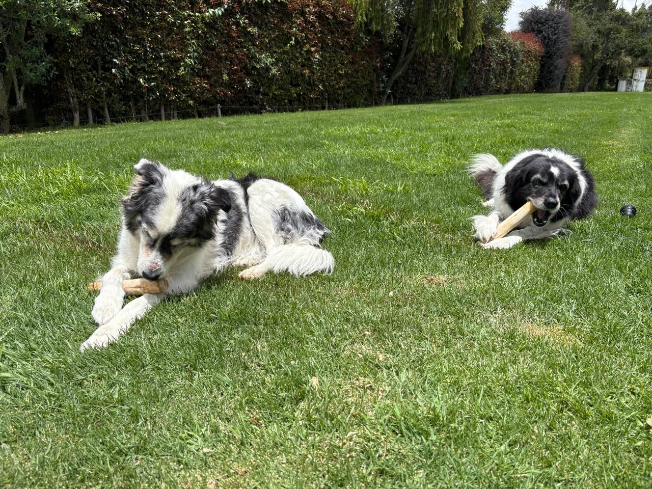 Palo de Café Natural para Perros