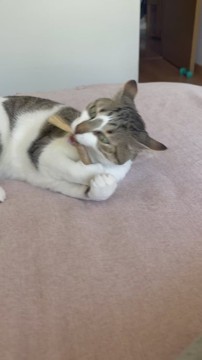 Kit de Salud Oral Básica para Gatos