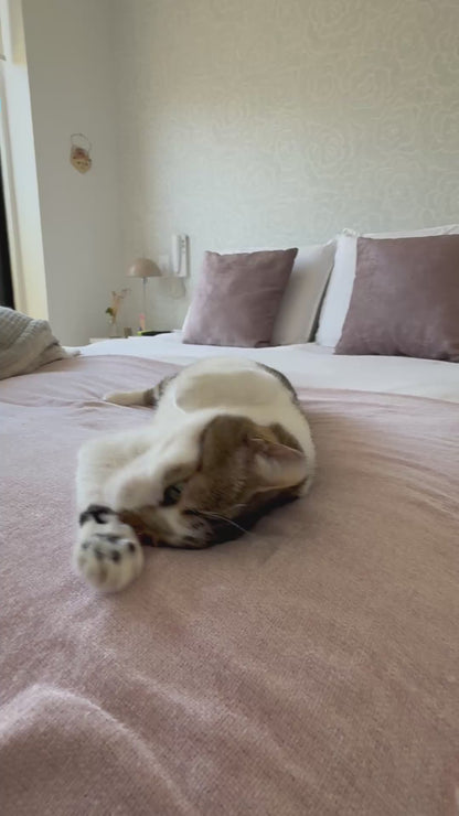 Kit de Salud Oral Básica para Gatos