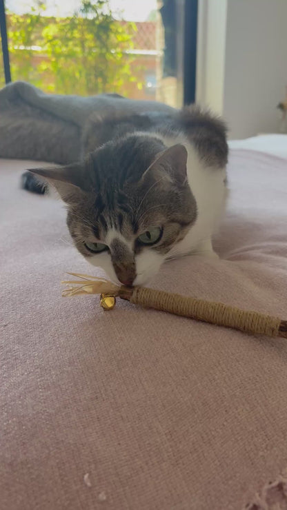 Kit de Salud Oral Básica para Gatos